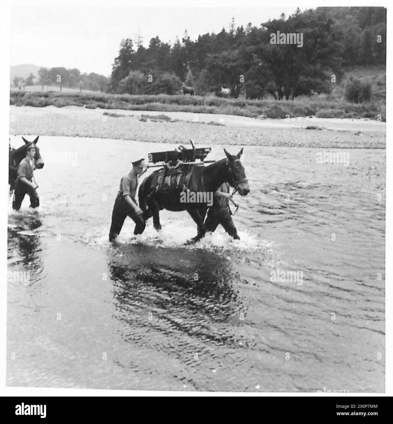 Des mules de batterie de montagne traversent un ruisseau pendant un exercice pour traverser des obstacles de terrain. Banque D'Images