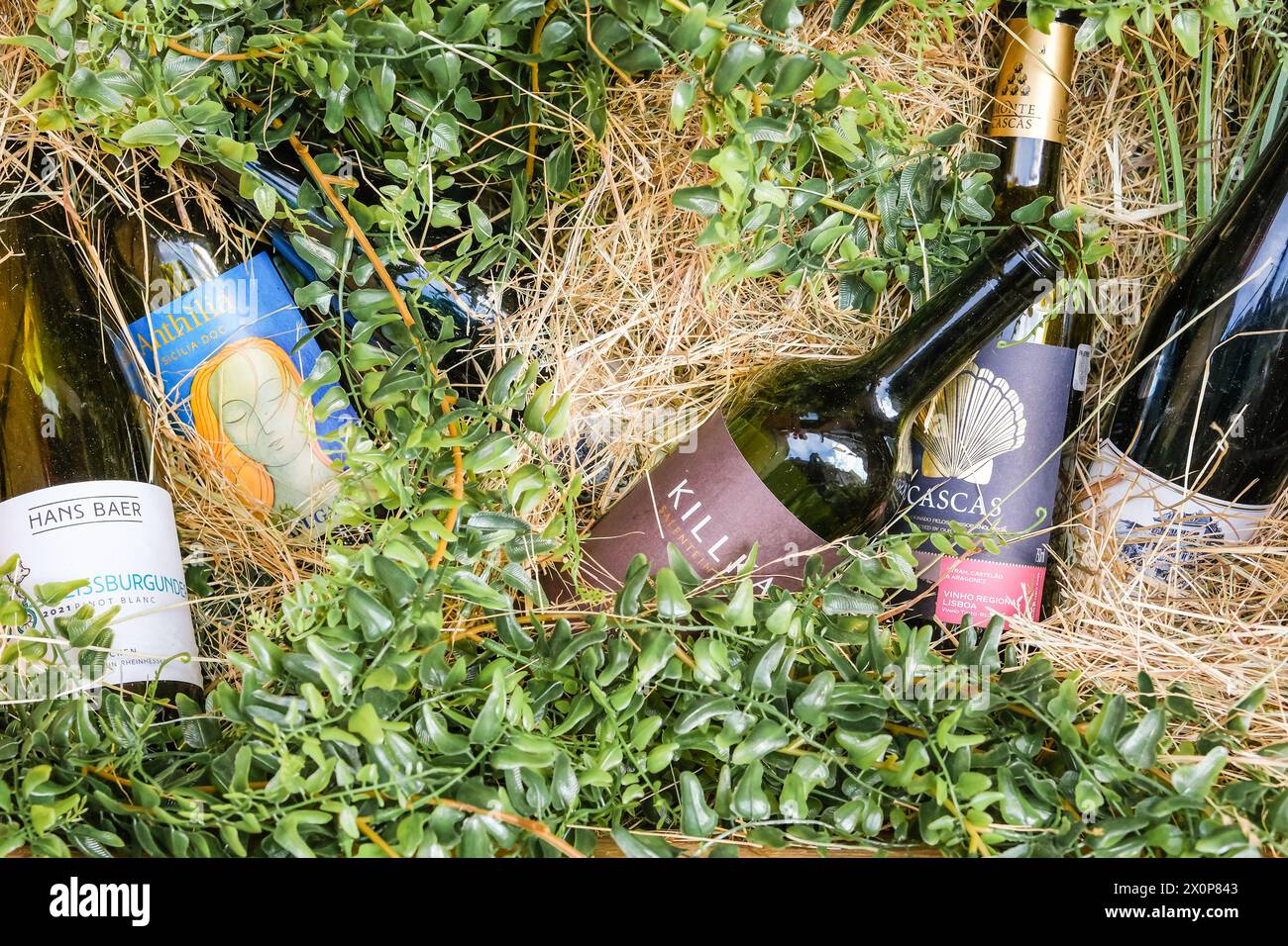 Bouteilles vides ouvertes de vin blanc et rouge de différentes étiquettes et marques : RIGA, LETTONIE - 15 JUIN 2023 Banque D'Images