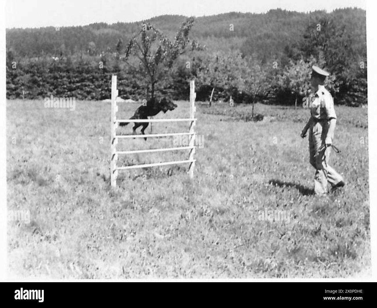 POLICE MILITAIRE CHIEN SECTICURES POUR ILLUSTRER LES HISTOIRES D'OBSERVATEURS NOS. 40 - 41 et 42 par LE CAPITAINE ALLUM, OBSERVATEUR OFFICIEL 5 CORPS - 'Whuff' passe au-dessus d'une clôture. Négatif photographique, Armée britannique Banque D'Images