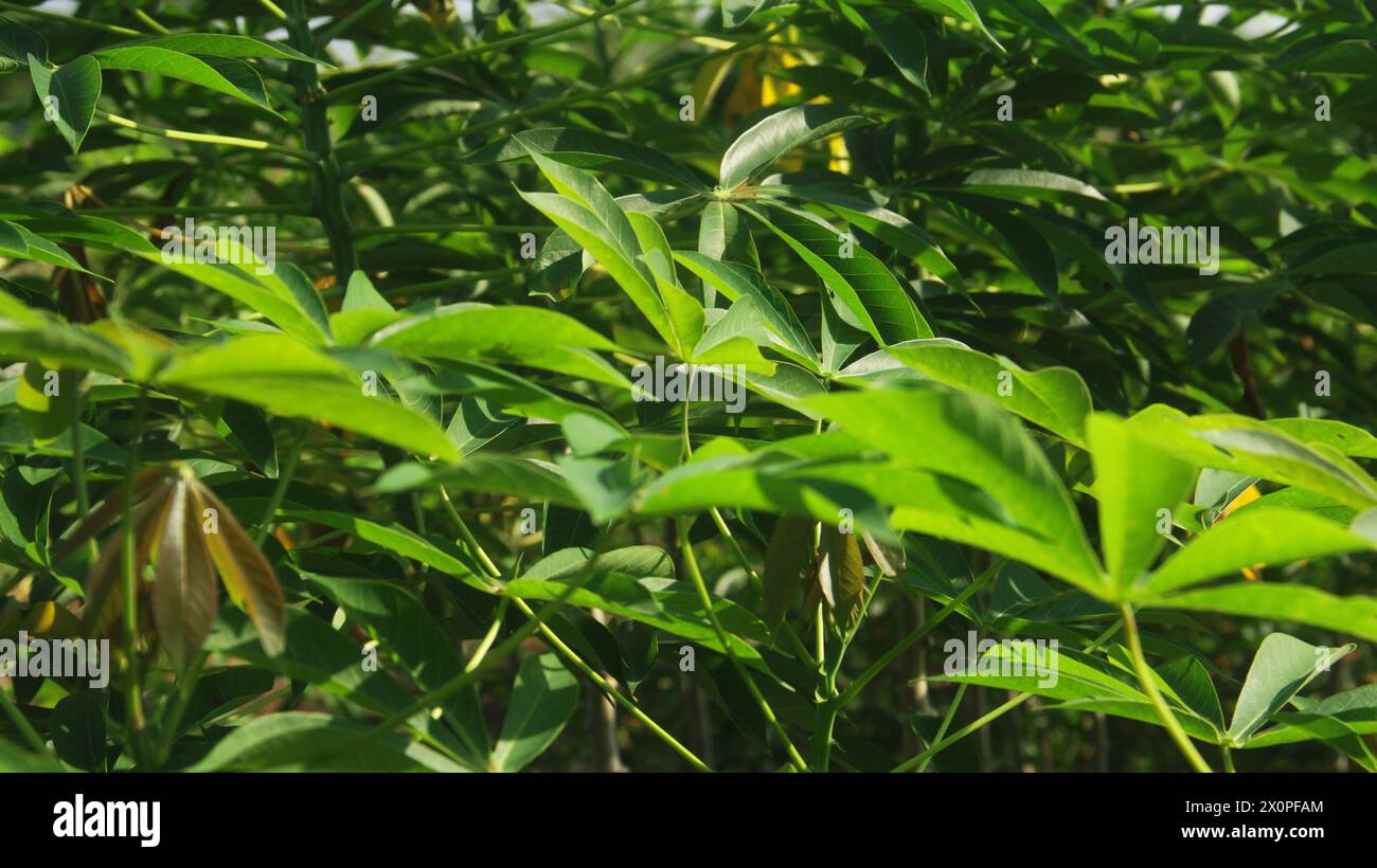 Les plants de manioc sont cultivés de manière traditionnelle dans une région d'Indonésie Banque D'Images