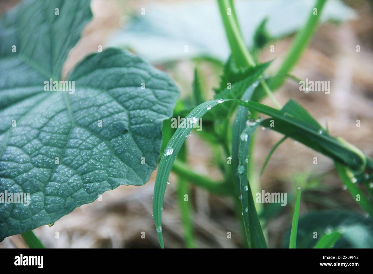 Plantes de concombre vert encore jeunes et ayant des feuilles vertes fraîches Banque D'Images