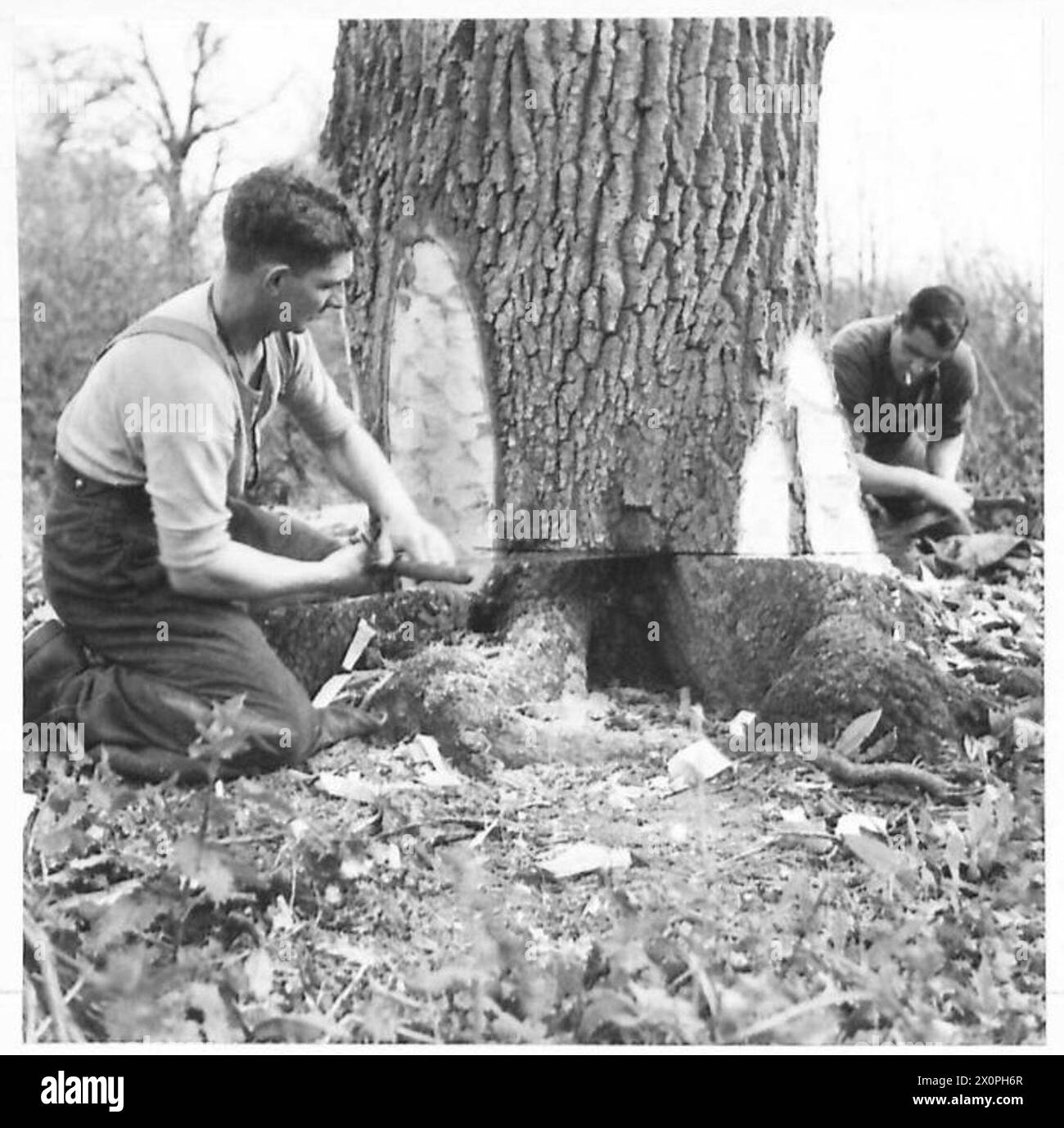Des hommes de brousse néo-zélandais coupent un arbre dans le cadre de leurs activités professionnelles. Banque D'Images