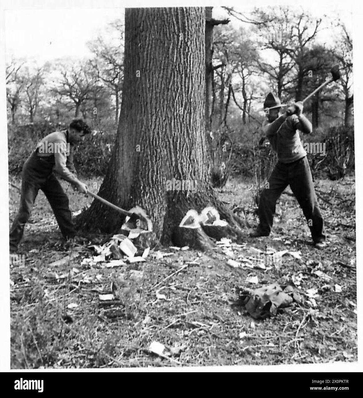 Les bushmen de Nouvelle-Zélande, connus sous le nom d'« abatteuses », coupent des troncs d'arbres avant de procéder aux travaux de sciage pendant les opérations forestières. Banque D'Images