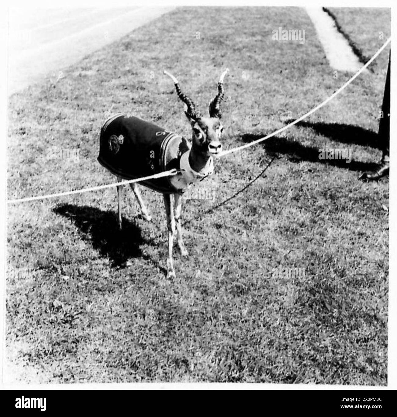 La mascotte Indian Buck 'Bobby' est présente lors de l'investiture de la 3e division britannique à Minden, symbolisant la tradition régimentaire et le moral. Le personnel de l'armée britannique assiste à la cérémonie. Banque D'Images