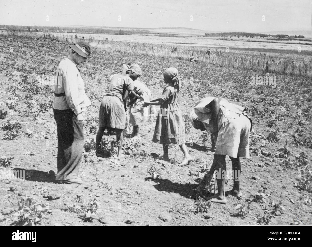Une agricultrice blanche supervise un groupe de femmes africaines travaillant dans les champs, probablement au Kenya vers 1940. Négatif noir et blanc, seconde Guerre mondiale. Banque D'Images