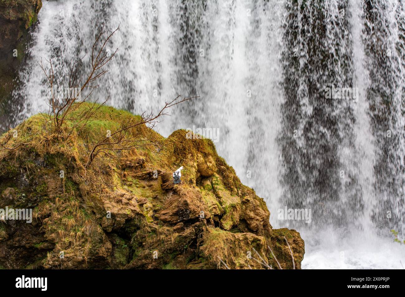 Canard japonais, canard de Barbarie sur une cascade dans le village de Rastoke, Croatie Banque D'Images