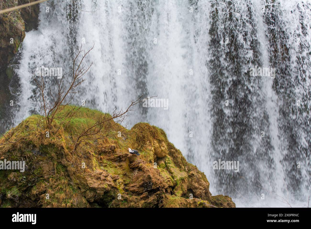 Canard japonais, canard de Barbarie sur une cascade dans le village de Rastoke, Croatie Banque D'Images