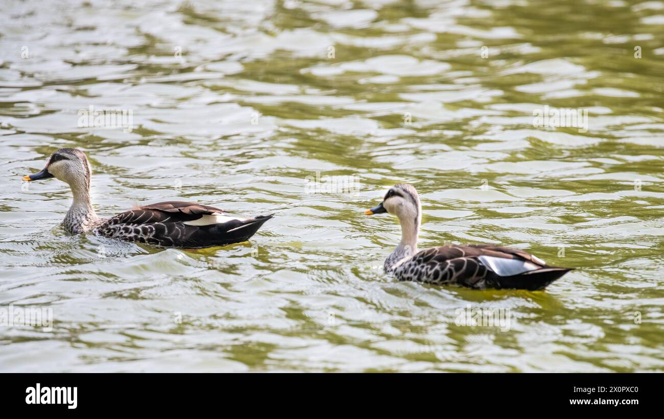 Une paire de canards à bec tacheté Banque D'Images