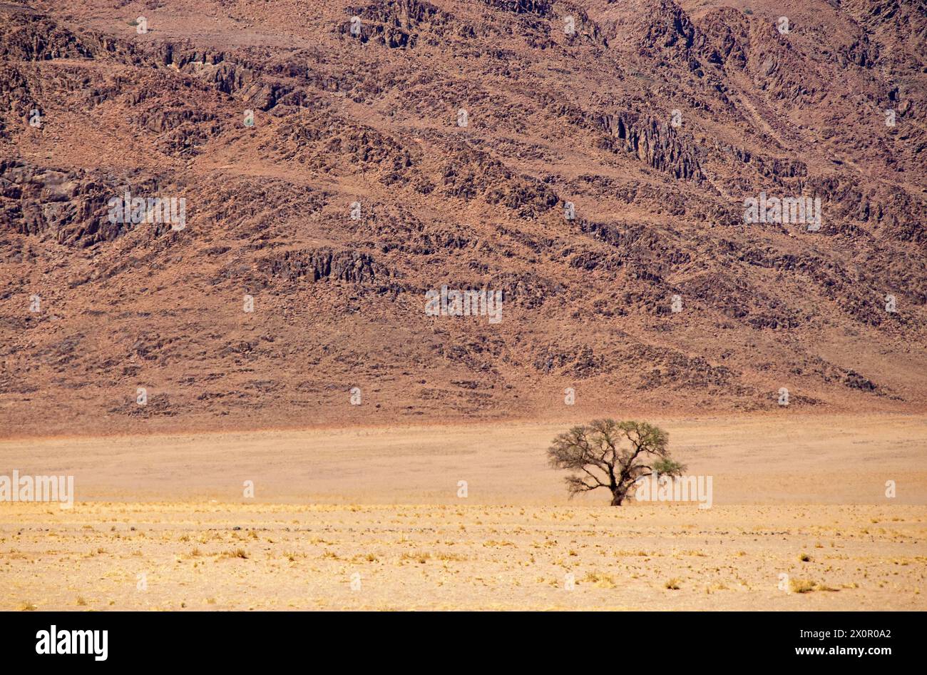 Un arbre solitaire sur les couleurs sourdes du sable sur l'avion de réserve Namib Rand avec des montagnes en arrière-plan. Banque D'Images