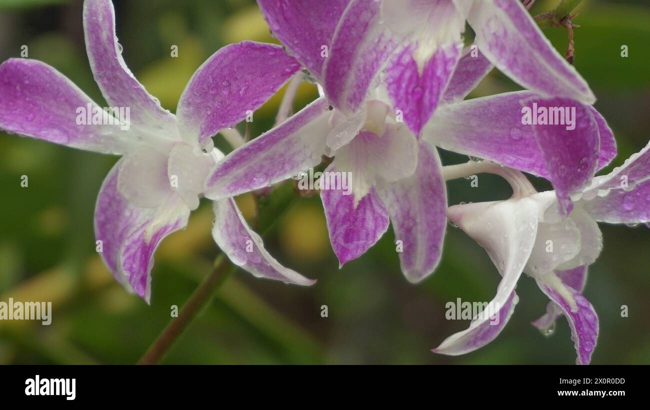 Fleurs d'orchidée, fond de nature, atmosphère après la pluie Banque D'Images