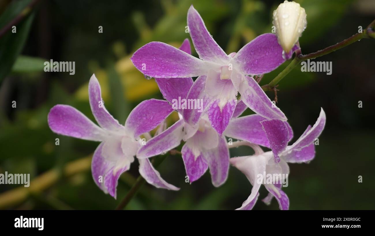 Fleurs d'orchidée, fond de nature, atmosphère après la pluie Banque D'Images