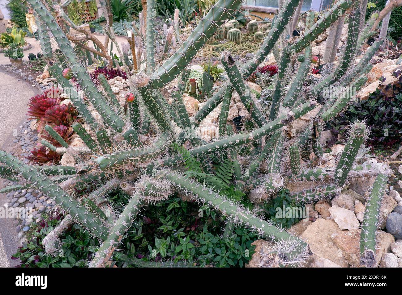 Jardin des cactus, jardin botanique de Bali, Bali, Indonésie Banque D'Images