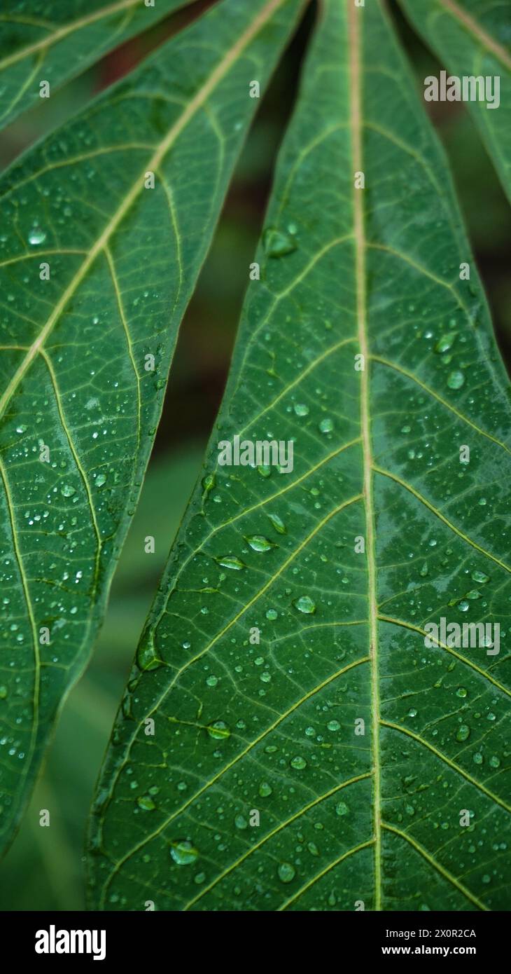 Feuille de manioc après la pluie Banque D'Images