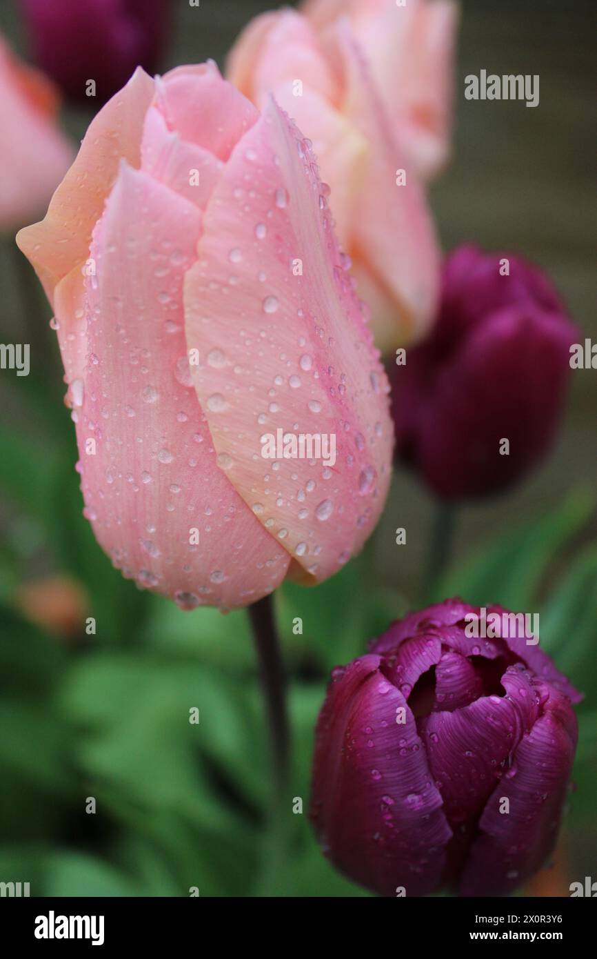 Têtes de tulipes rose pâle et violet foncé recouvertes de gouttes de pluie Banque D'Images