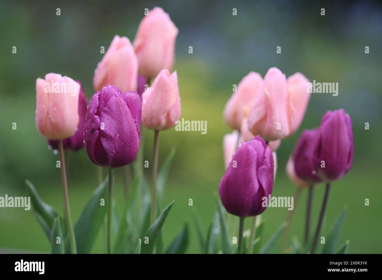 Têtes de tulipes rose pâle et violet foncé recouvertes de gouttes de pluie Banque D'Images