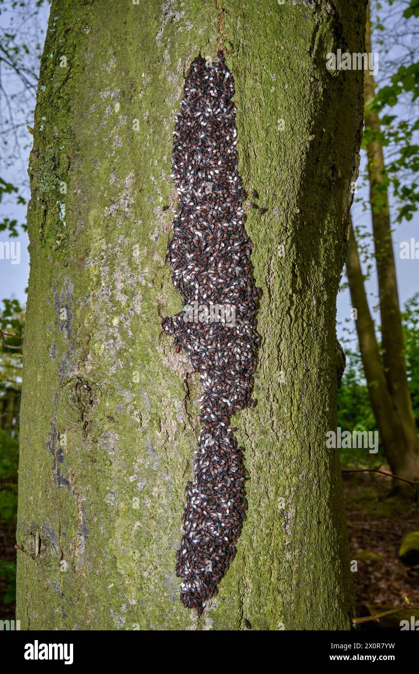 Bug de graines de citron vert resp. Oxycarenus lavaterae sur l'arbre, région du Bas-Rhin, Allemagne Banque D'Images