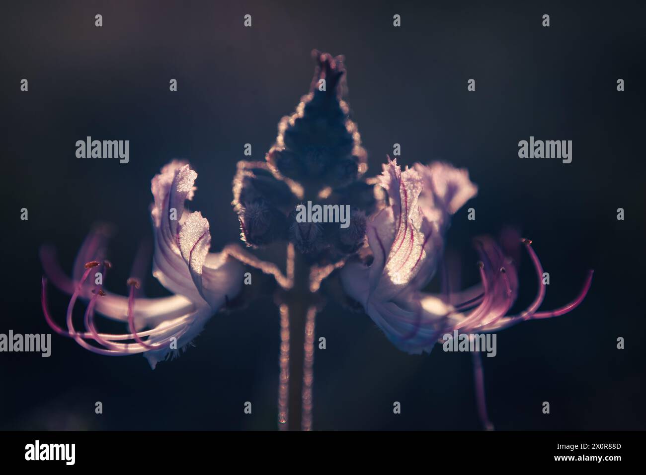 Un gros plan des délicates fleurs violettes d'Ocimum obovatum, ou Whiskers de chat. Cette fleur sauvage est indigène à l'Afrique australe Banque D'Images