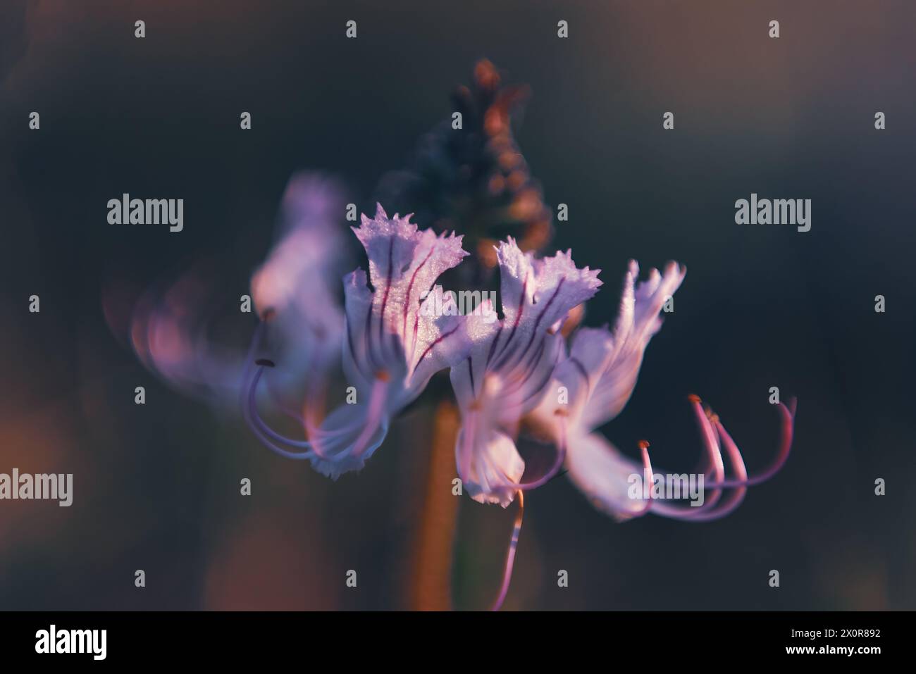 Un gros plan des délicates fleurs violettes d'Ocimum obovatum, ou Whiskers de chat. Cette fleur sauvage est indigène à l'Afrique australe Banque D'Images