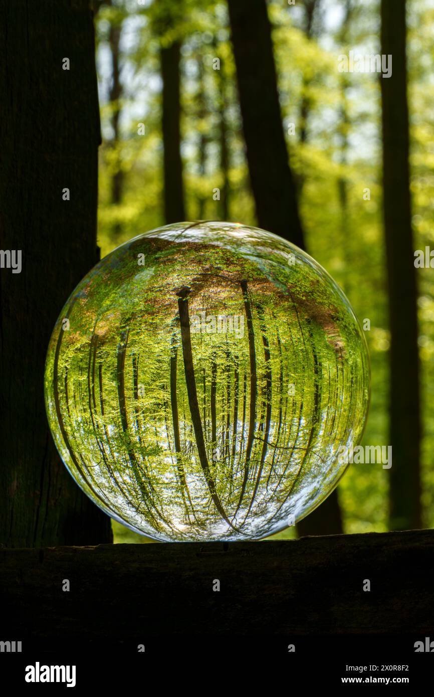Une boule de verre remplie de liquide reflète une image d'arbres, d'herbe et d'une cour, créant une belle œuvre d'art avec des teintes et des nuances Banque D'Images