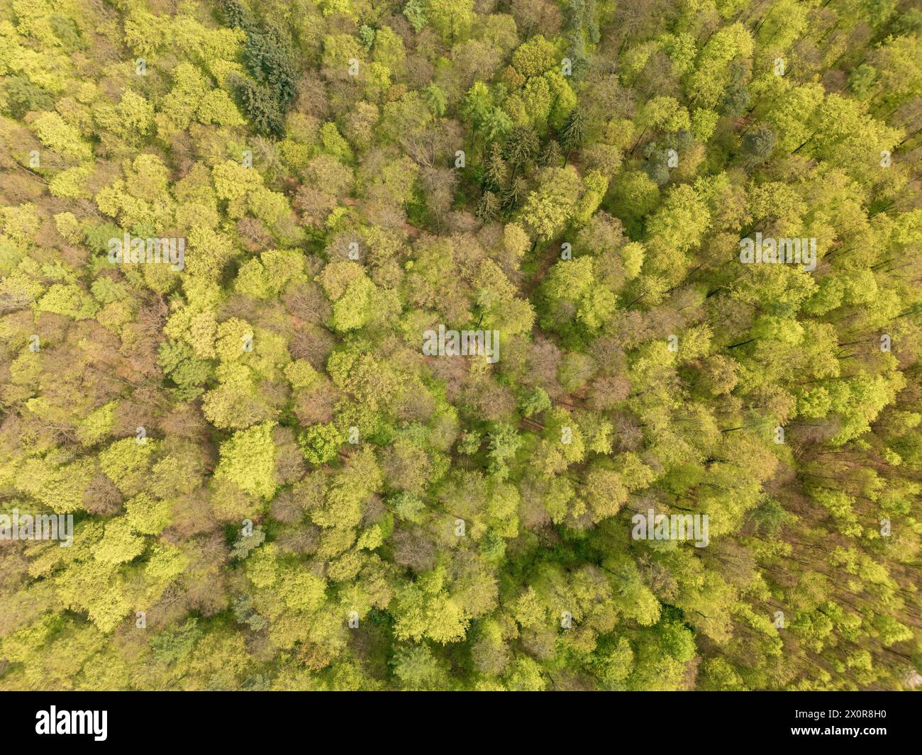 Une vue aérienne d'une forêt dense avec une variété de plantes terrestres, y compris des arbres à feuilles persistantes, des arbustes et du couvre-sol, créant une belle nature Banque D'Images