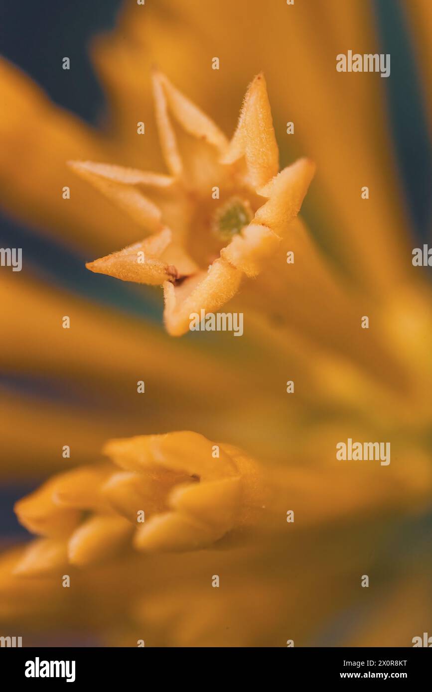 Un gros plan des fleurs jaunes étroites de Cestrum Parqui, communément connu sous le nom de Willow Leaved Jessamine, originaire du Chili Banque D'Images