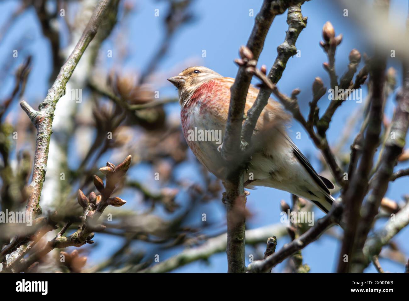 Oiseau Linnet (Linaria cannabina), oiseau mâle perché dans un arbre au printemps, Angleterre, Royaume-Uni Banque D'Images