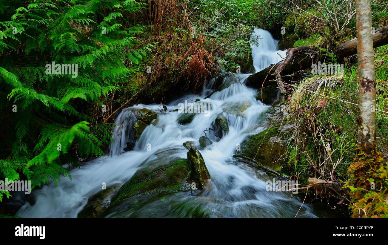 Ruisseau boisé au pays de Galles avec de l'eau en cascade à travers les bois avec des rochers, des fougères et de la mousse. Banque D'Images