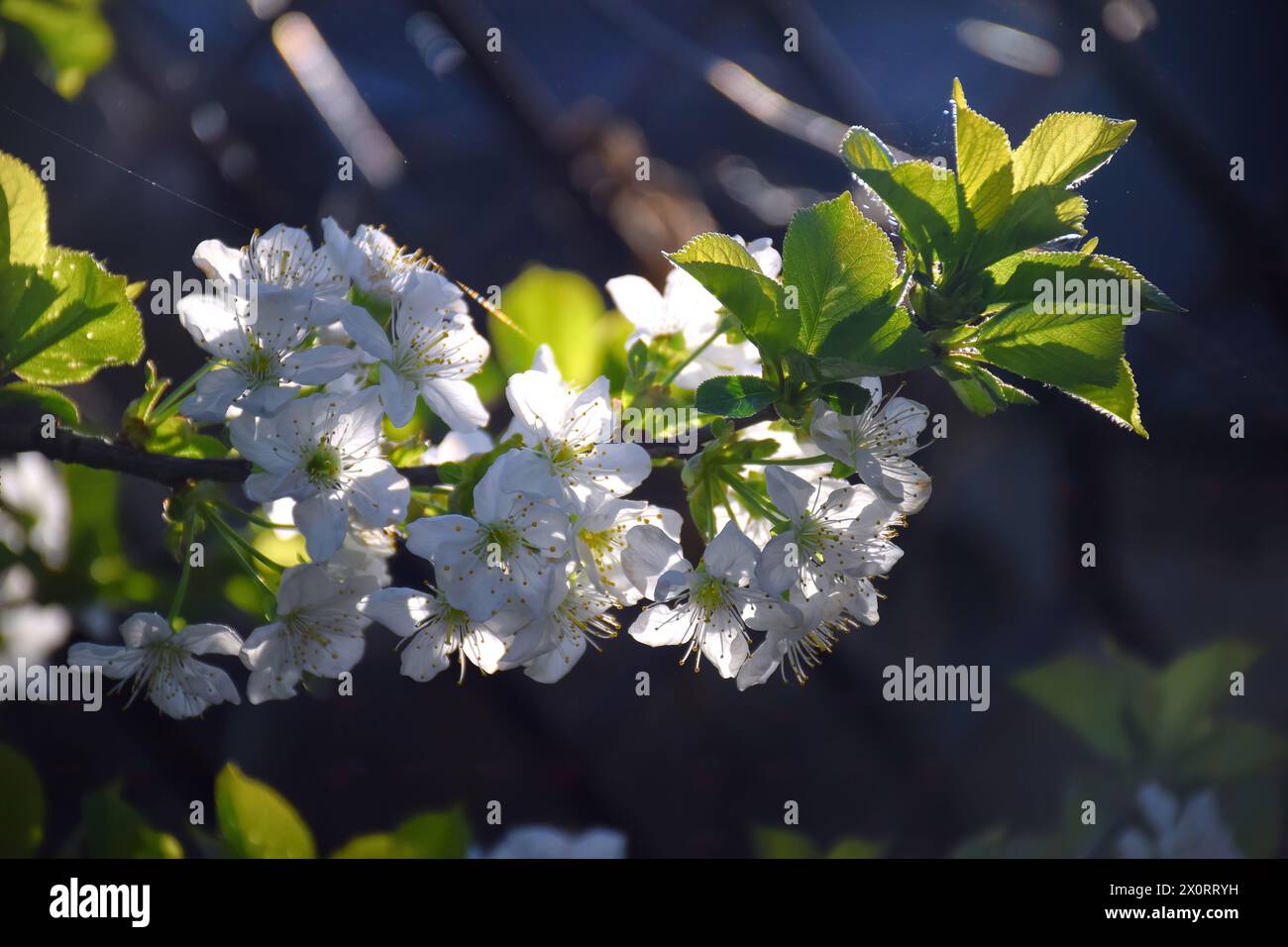Bannière horizontale avec des fleurs de sakura de couleur rose sur fond ensoleillé. Beau fond de printemps de la nature avec une branche de sakura en fleurs. Sakura blo Banque D'Images