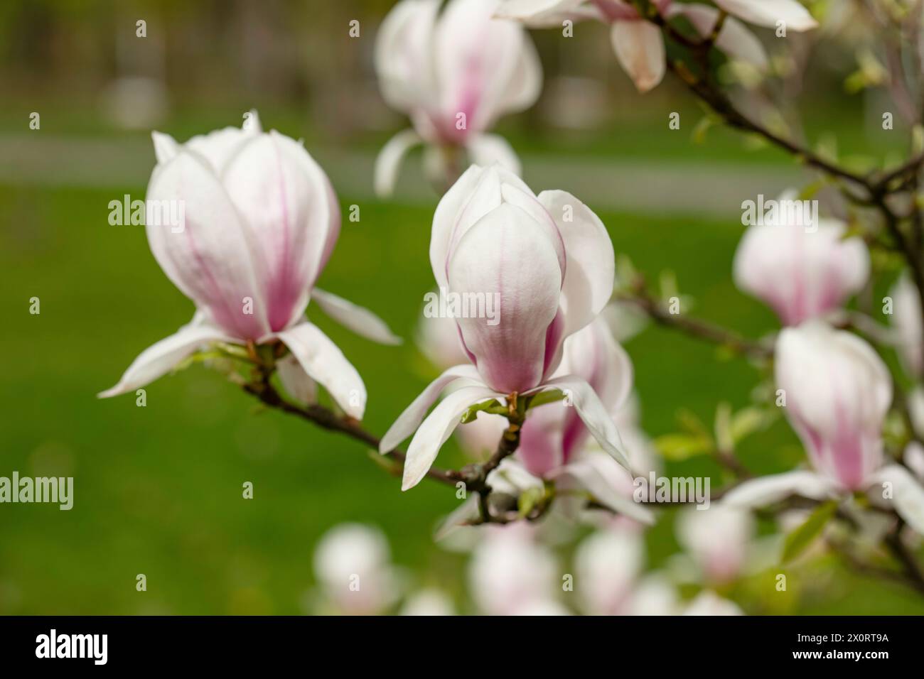 Fleurs de magnolia rose dans le parc de la ville à Gniezno. Banque D'Images