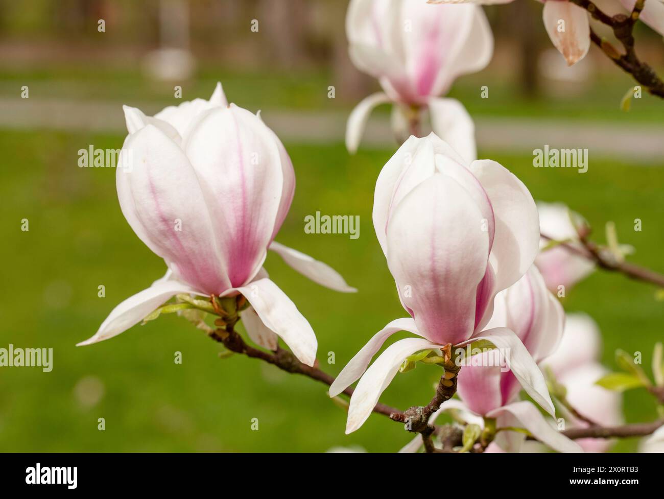 Fleurs de magnolia rose dans le parc de la ville à Gniezno. Banque D'Images