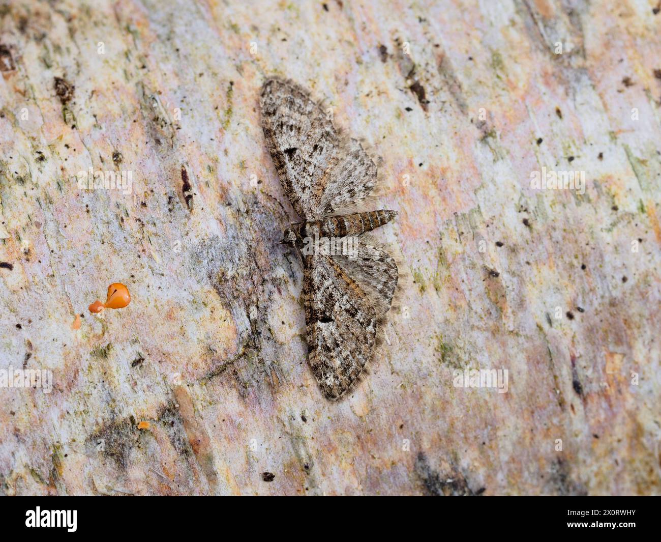 Une teigne de carlin de chêne, Eupithecia dodoneata, reposant sur une bûche de bouleau argenté. Banque D'Images