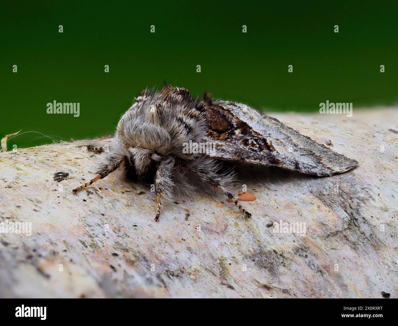 Une teigne Tussock Nut-tree, Colocasia coryli, reposant sur une bûche. Banque D'Images