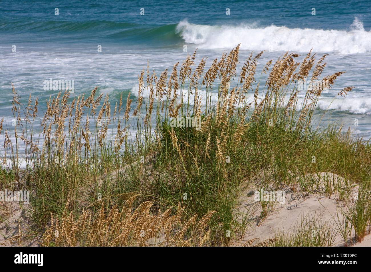 Sea Oats on Beach Sand Dune, Outer Banks, Caroline du Nord. Océan Atlantique en arrière-plan. Banque D'Images