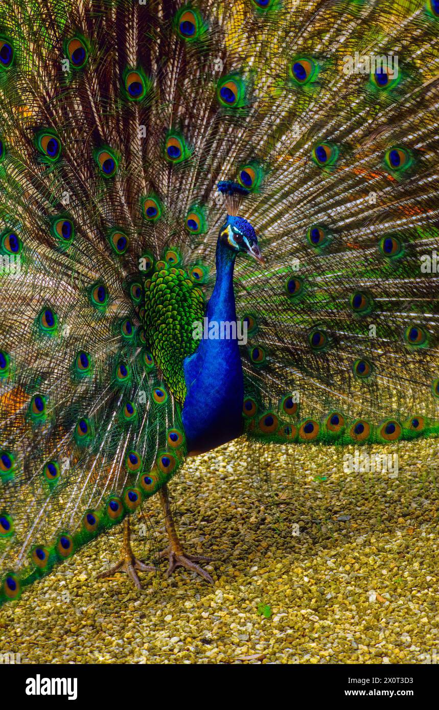 Oahu, Hawaï, États-Unis - Peacock, Indian Blue Peafowl, Pavo cristatus, au temple bouddhiste Byodo-in, Vallée des temples, Oahu. Banque D'Images
