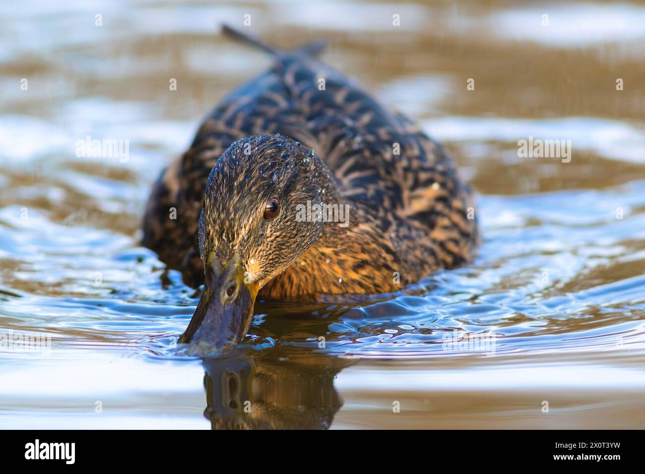 Canard colvert femelle mignon nageant à la surface de l'eau (Anas platyrhynchos) Banque D'Images