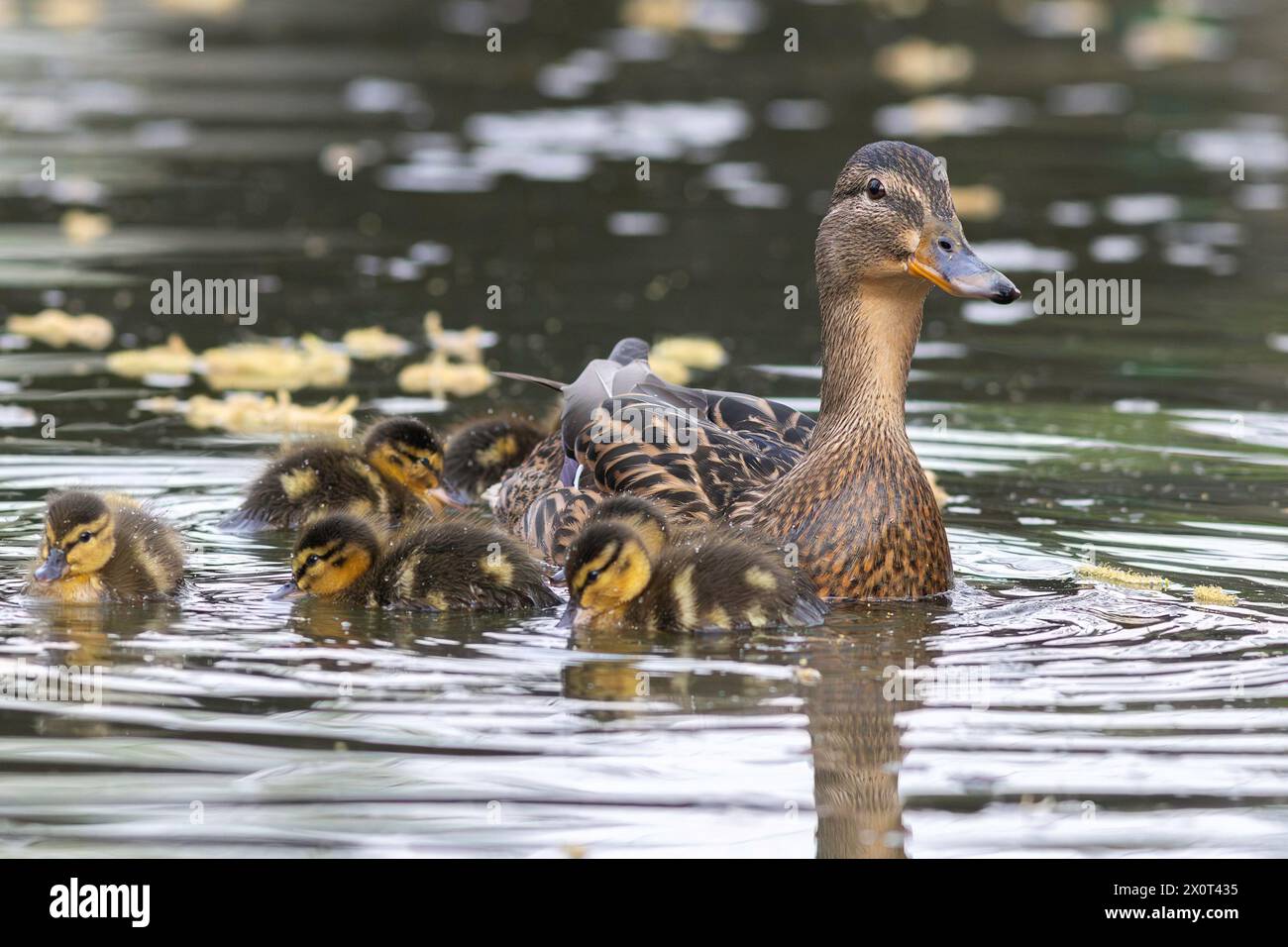 Poule colvert avec des nouveau-nés sur un étang de canards (Anas platyrhynchos) Banque D'Images