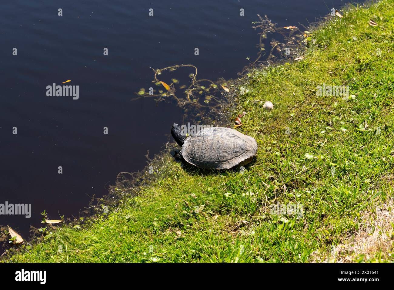 Une tortue se prélasser sous le soleil de midi à la plantation Middleton place en Caroline du Sud. Banque D'Images