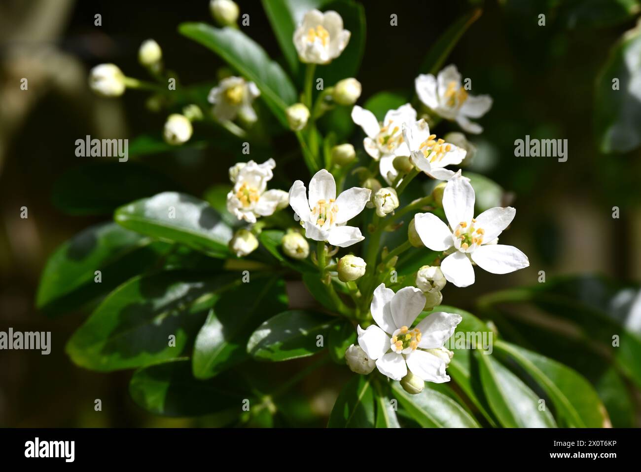 Fleurs de printemps parfumées blanches de Choisya ou fleur d'oranger mexicaine dans le jardin britannique avril Banque D'Images