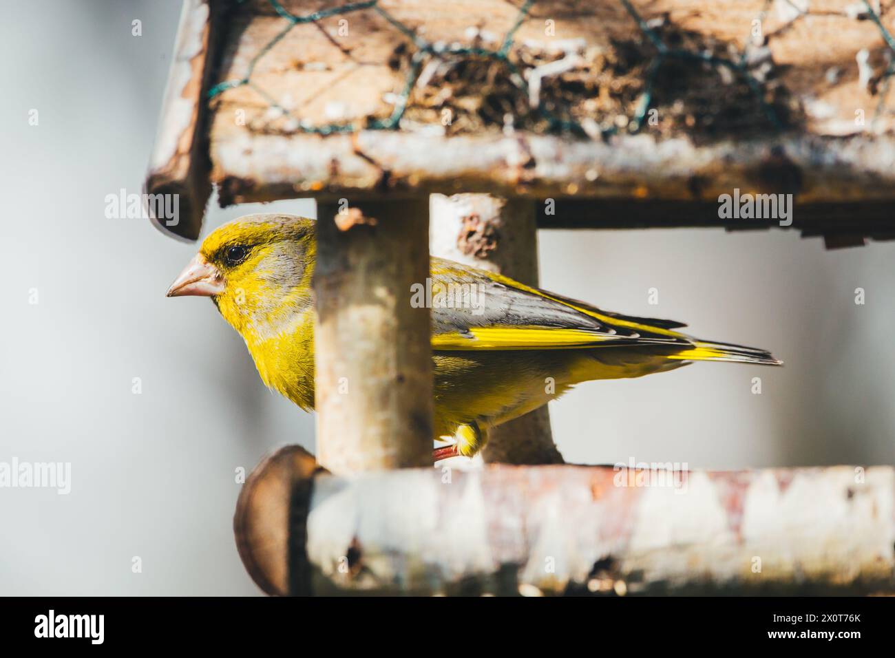 Mâle eurasien verdfinch (chloris chloris) Banque D'Images