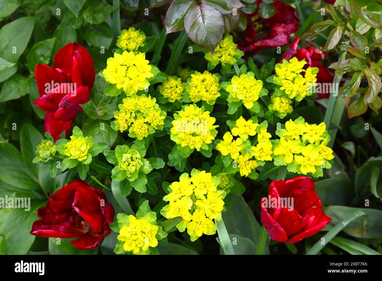 Rouge Triumph Tulip Seadov fleurs et jaune brillant Euphorbia epithymoides (polychroma) dans un jardin printanier. Avril Royaume-Uni Banque D'Images