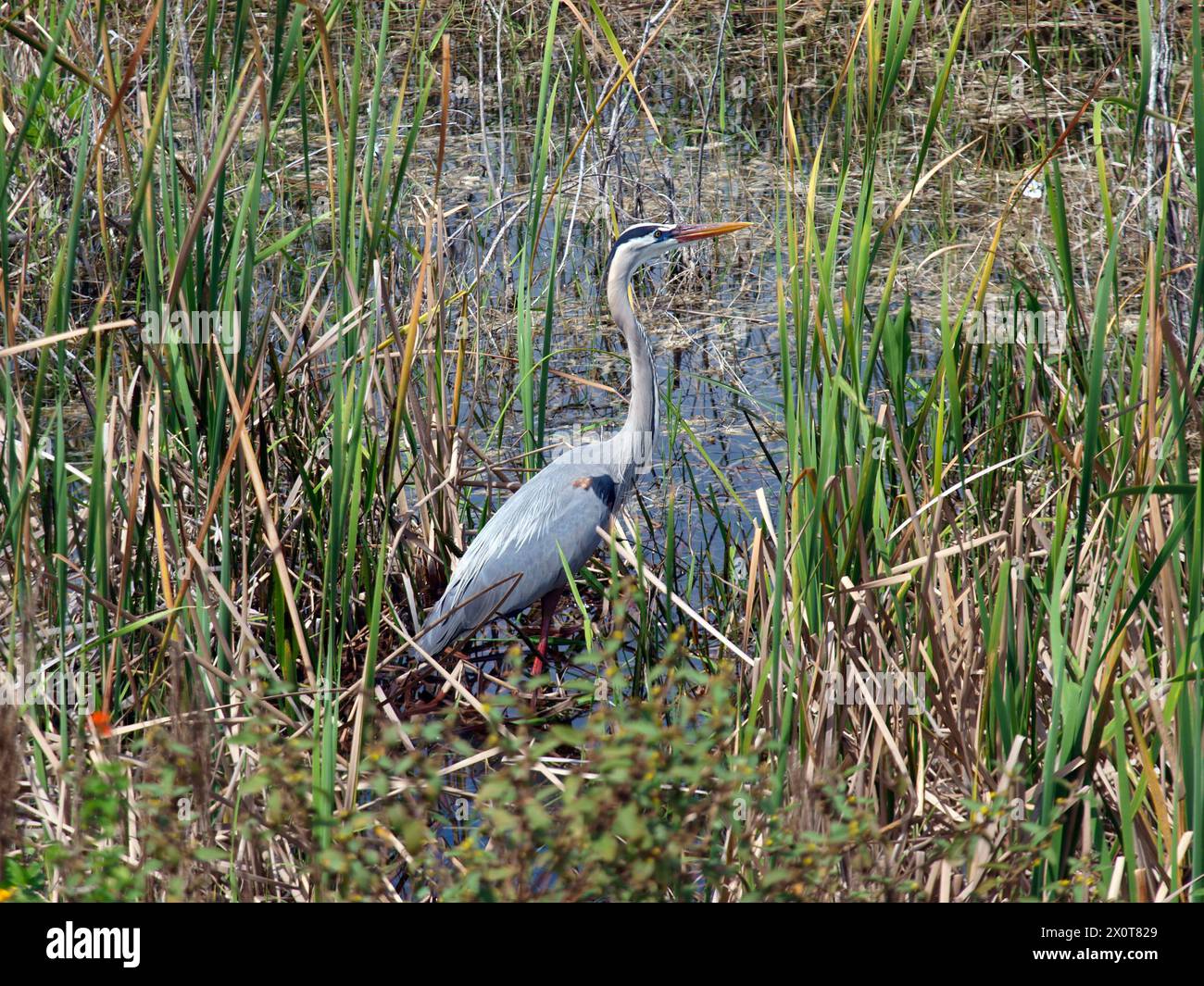 Great Blue Heron entouré par les hautes herbes des Everglades, Floride. Banque D'Images