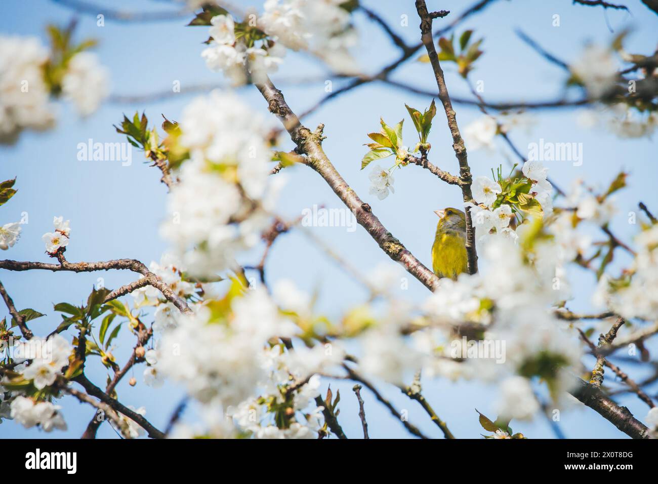 Mâle eurasien verdfinch (chloris chloris) Banque D'Images