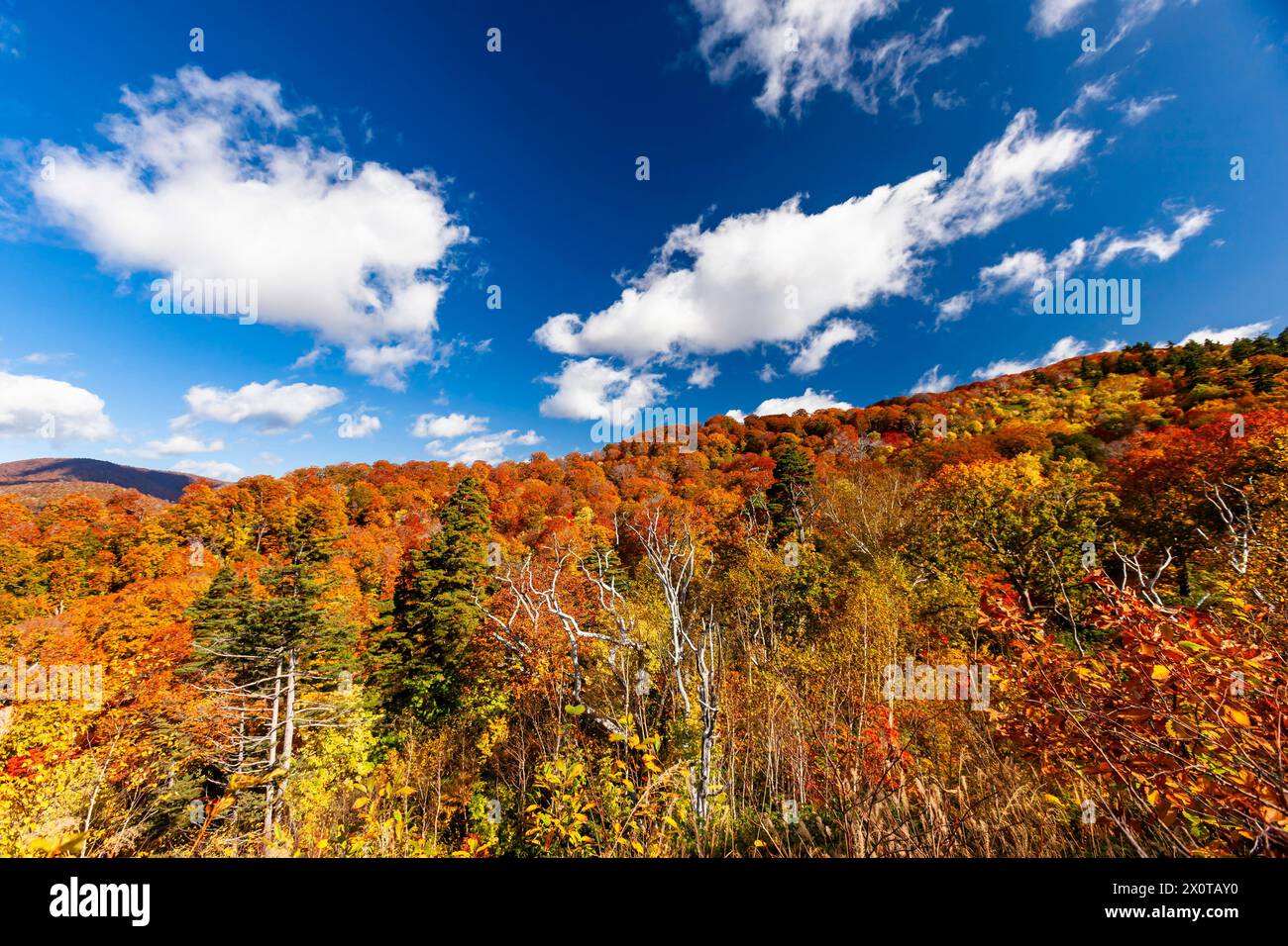 Mont Hachimantai, feuillage d'automne, ville de Kazuno, Akita, Japon, Asie de l'est, Asie Banque D'Images