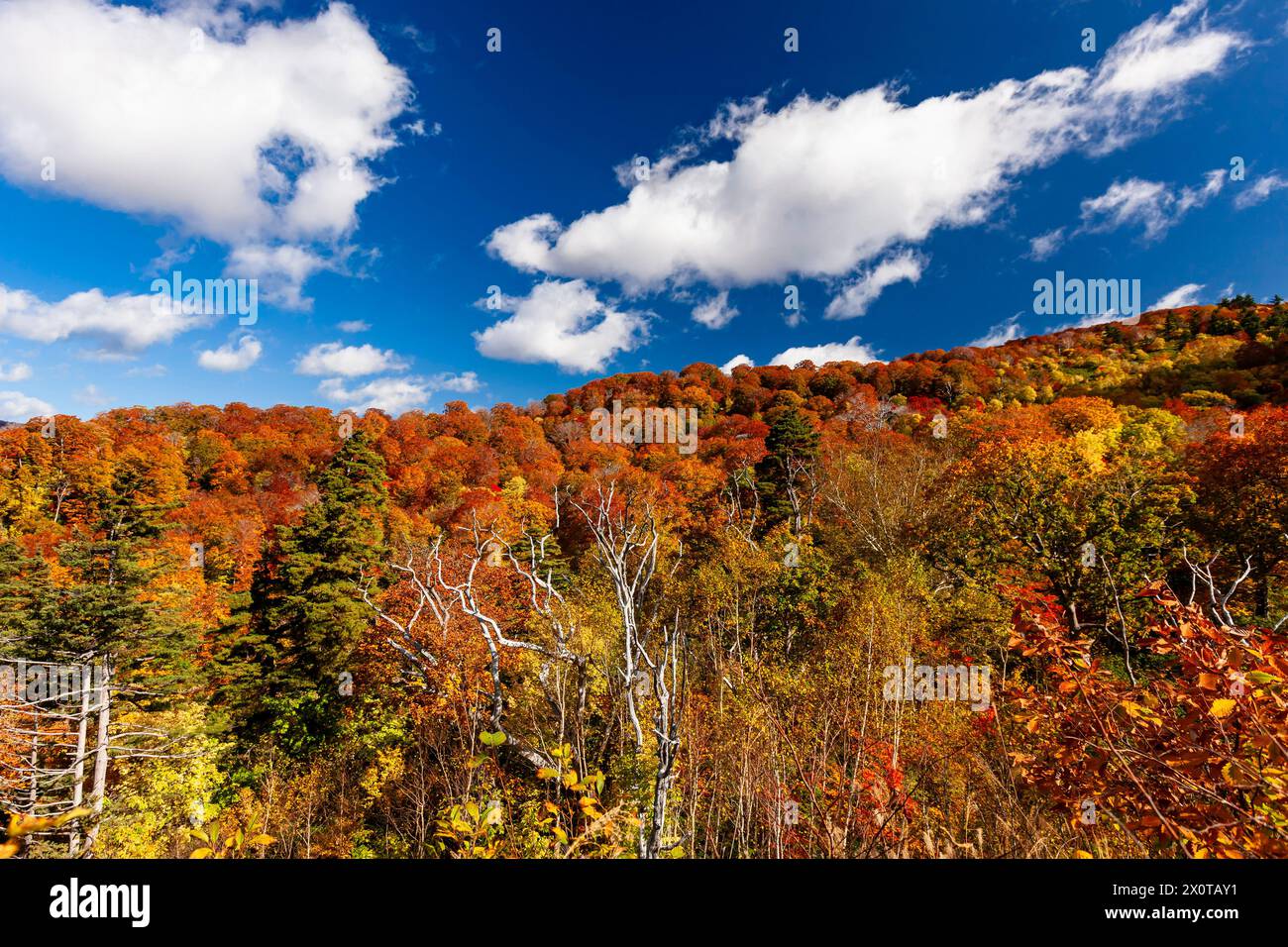 Mont Hachimantai, feuillage d'automne, ville de Kazuno, Akita, Japon, Asie de l'est, Asie Banque D'Images