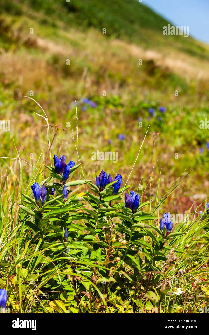 Mont Hachimantai, fleurs alpines, plantes alpines, Gentiana, ville de Hachimantai, Iwate, Japon, Asie de l'est, Asie Banque D'Images