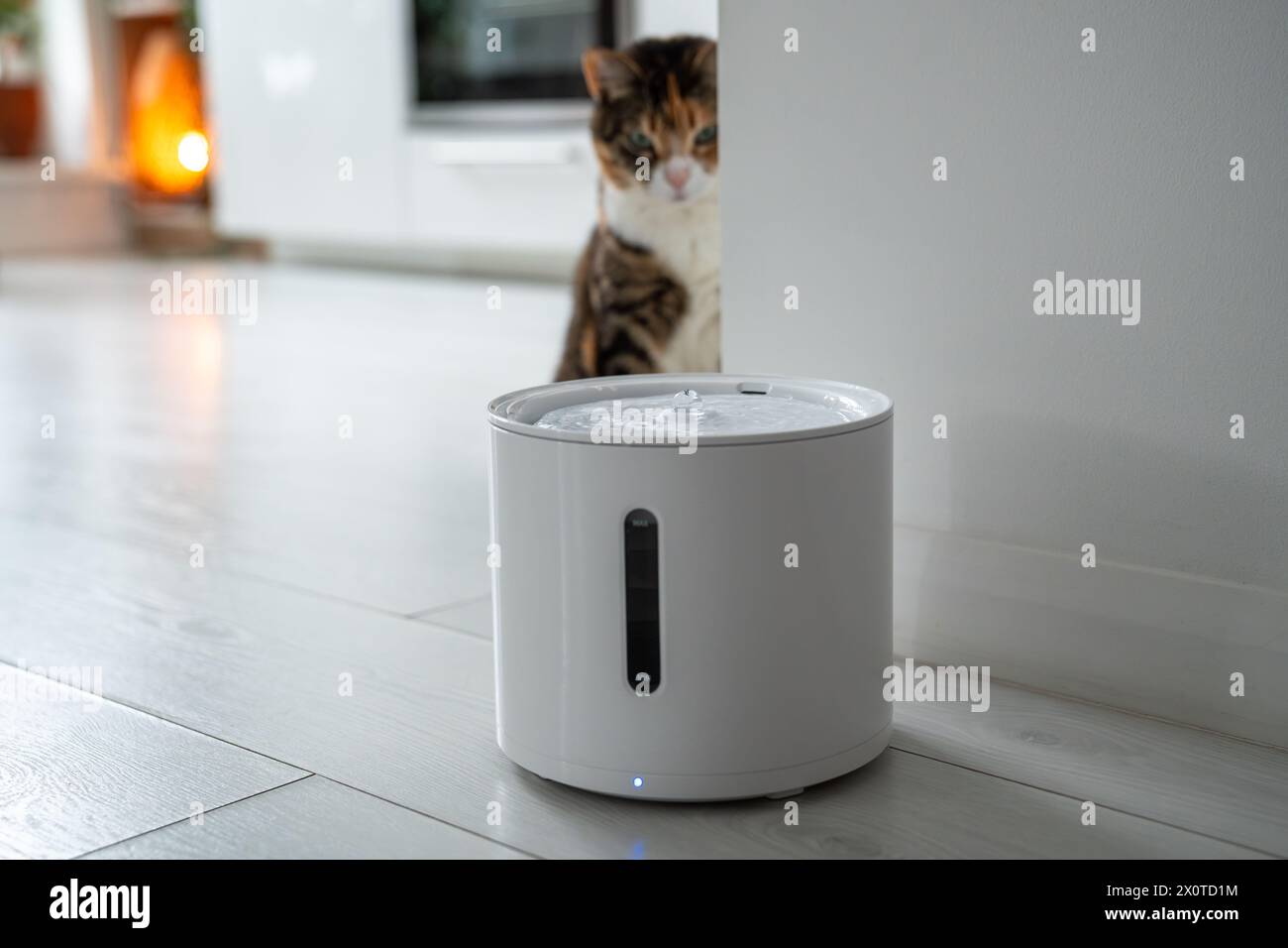 Le chat curieux regarde la fontaine à boire intelligente que les propriétaires lui ont acheté pour prévenir les maladies des voies urinaires Banque D'Images