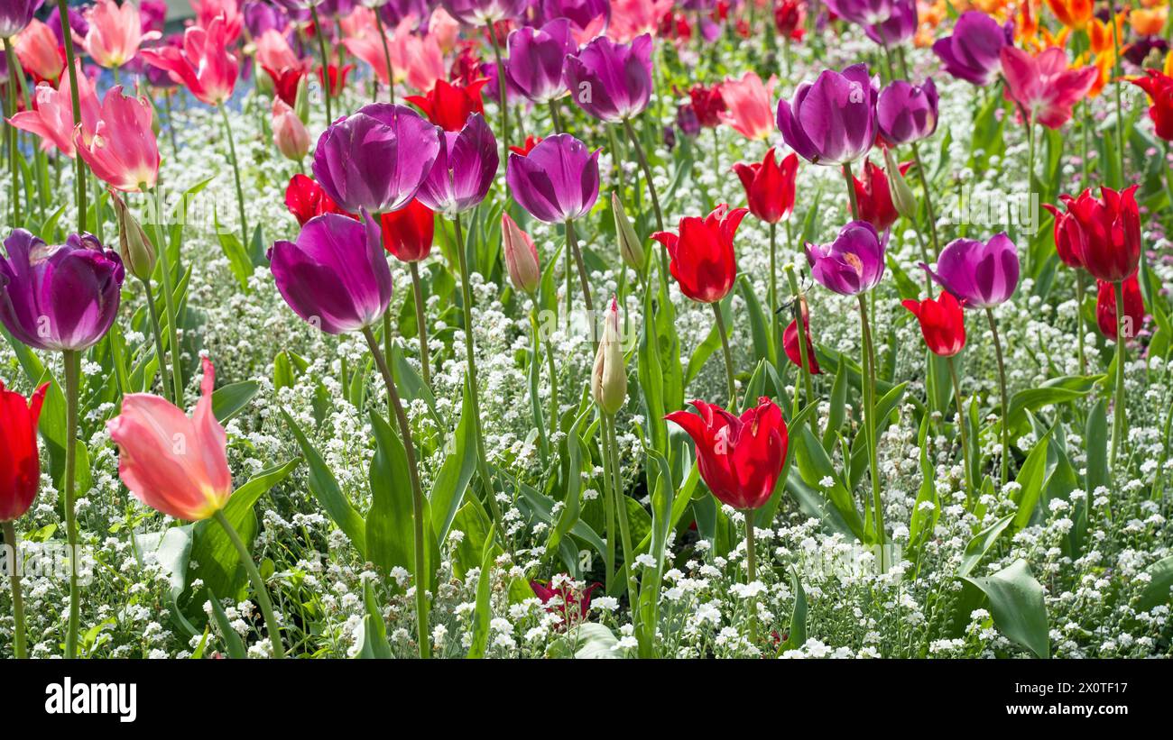 Tulipes multicolores roses, rouges et violettes entourées de plantes sauvages dans un jardin exposé au soleil d'été Banque D'Images