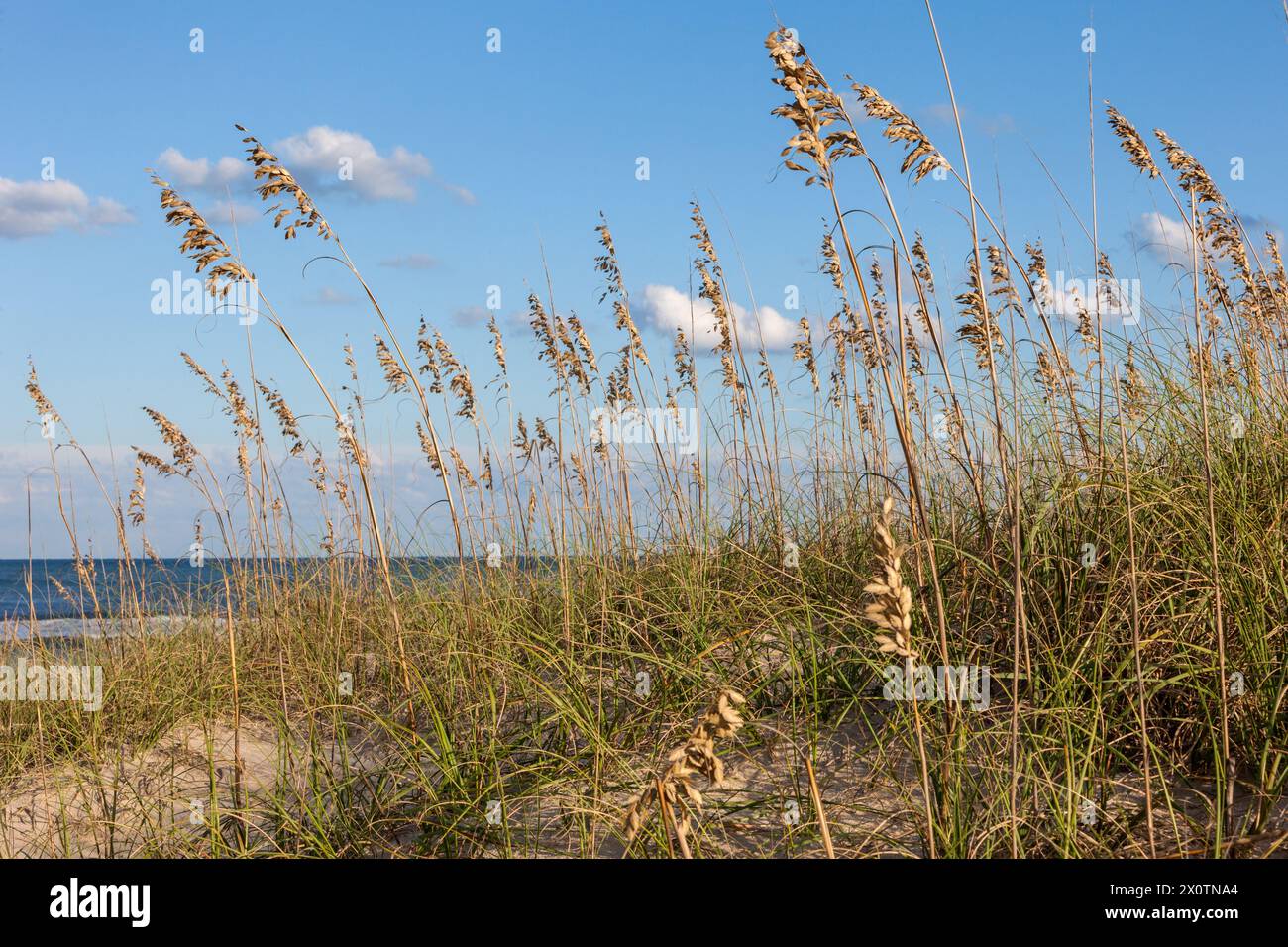 Outer Banks, Caroline du Nord. Sea Oats (Uniola paniculata) dans le vent, l'océan Atlantique en arrière-plan. Banque D'Images
