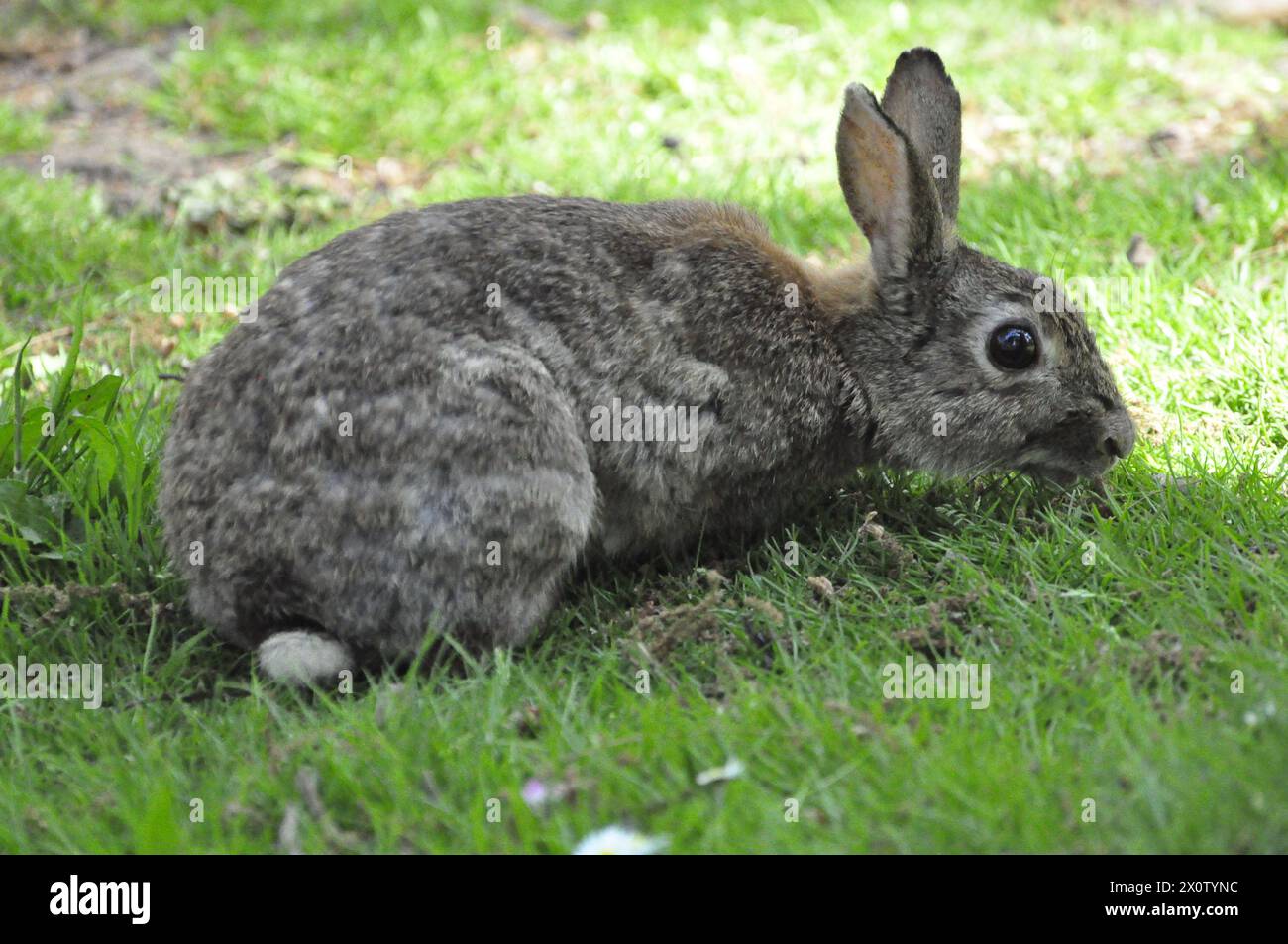 lapin sauvage mangeant de l'herbe Banque D'Images