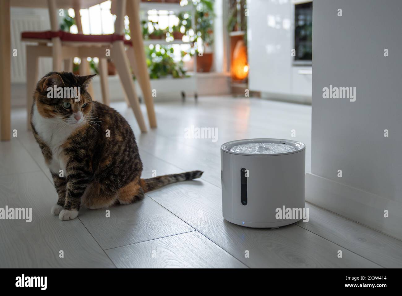 Le chat curieux regarde la fontaine à boire intelligente que les propriétaires lui ont acheté pour prévenir les maladies des voies urinaires Banque D'Images